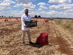 Şanlıurfa’da sarımsak hasadı devam ediyor
