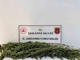 Şanlıurfa’da uyuşturucu operasyonu: 42 gözaltı
