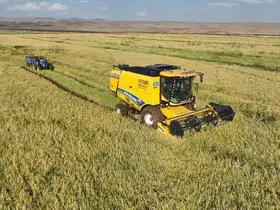 Şanlıurfa’da yetişen Karacadağ pirincinde hasat başladı

