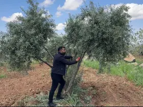 Şanlıurfa’da zeytin üreticilerine kritik uyarı
