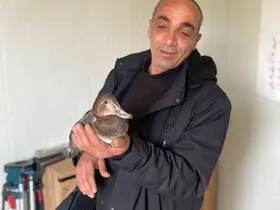 Şantiyede yaralı halde bulduğu ördeğe çocuğu gibi baktı
