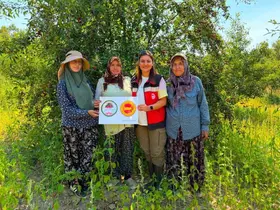 Şaphane vişnesi için tescil çalışmaları sürüyor
