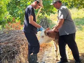 Şaphane’de büyükbaş hayvanlara kimliklendirme çalışması

