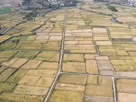 Saraydüzü’nde çeltik hasadı başladı
