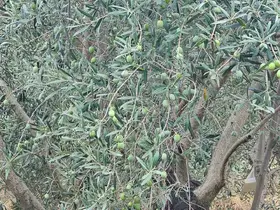 Sarayköy’de pamuk, zeytin ve yağlık ayçiçeği üretimine saha kontrolü
