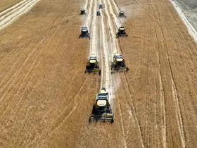 Sarı altın hasadı başladı: Yüzde 40’lık artışla 25 bin tonluk rekolte
