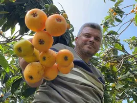 ’Sarı altın’ yenidünyada hasat başladı: İç pazara 50-100 TL’ye, dış pazara 4 dolara gönderiliyor
