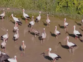 Sarı gagalı leylek Kırklareli’nde görüntülendi
