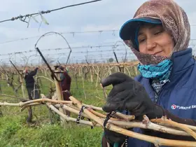 Sarıgöl Ovası’ndaki bağlarda hummalı çalışma
