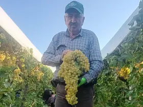 Sarıgöl’de 5,5 kiloluk dev üzüm salkımı
