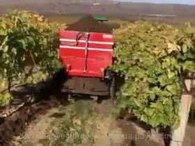 Sarıgöl’de bağlara kışlık doğal gübre verilmeye başlandı
