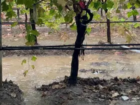 Sarıgöl’de özlenen yağışlar çiftçinin yüzünü güldürdü

