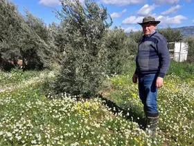 Sarıgöl’de şubat ayında yalancı bahar yaşanıyor
