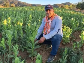 Sarıgöl’de tütün kırımı başladı
