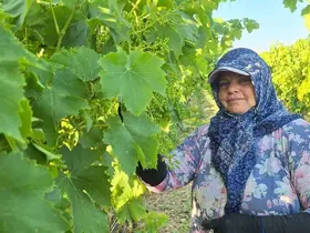 Sarıgöl’de üzüm bağlarında imece mesaisi
