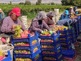 Sarıgöl’de üzüm hasadı aralıksız sürüyor
