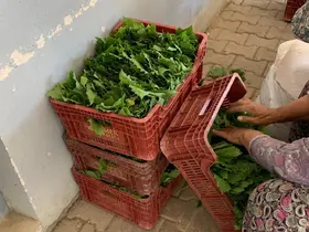 Sarıgöl’de yaprak fiyatları 35-40 TL’ye geriledi
