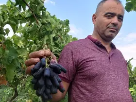 Sarıgöl’de yeni üzüm çeşidi merak uyandırdı
