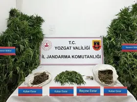 Sarıkaya’da 25 kök kenevir ele geçirildi

