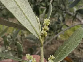 Şarköy’de zeytin üreticilerine kritik uyarı
