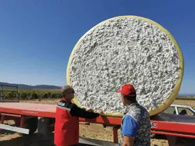 Saruhanlı’da beyaz altın mesaisi başladı
