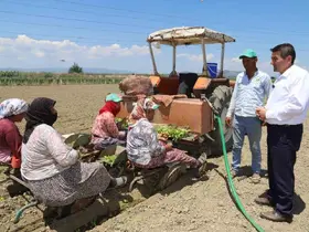 Saruhanlı’da tütün mesaisi başladı
