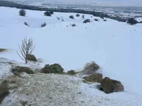 SCÜ, Yabani hayvanlar için doğaya yem bıraktı
