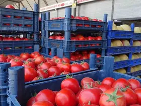 Sebze halindeki domatesin fiyatı 15 TL’ye düştü
