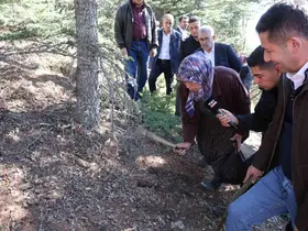 Sedir mantarının geleceği için uyarı: "Her mantar toplanmaz"
