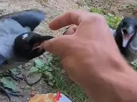 Şefkatle büyüttüğü kargalar onu kapıda karşılıyor
