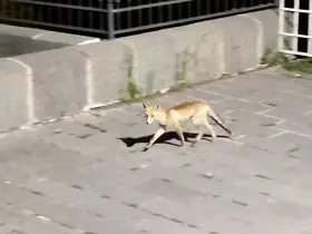 Şehre inen tilki böyle görüntülendi
