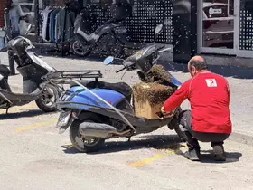 Şehrin göbeğinde oğul veren arılar ilgi odağı oldu
