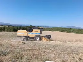 Selendi’de hububat hasadı başladı
