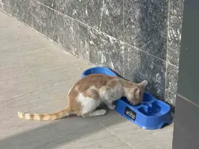 "Sevgimiz, Enerjimiz Sizinle" Projesi sokak hayvanlarına umut oldu
