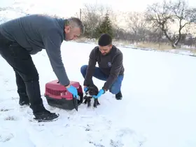 Sevimli Dost ambulansı, binlerce sokak hayvanının yardımına koştu
