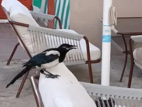 Sevimli saksağan Tekirdağlıların maskotu haline geldi
