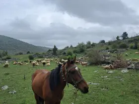 Seydişehir’de Ayı Endişesi: Üreticiler Önlem Bekliyor