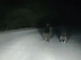 Seyir halindeki otomobilin önüne ayı çıktı
