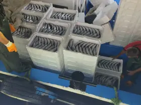 Sezonun ilk gününde avlanan palamutlar İnebolu Limanı’na geldi
