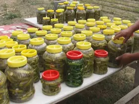 Sıcağa karşı hasat mücadelesi: Çubuk turşusunun hammaddesi tarladan çıkıyor
