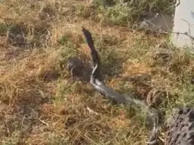 Sıcak hava devasa yılanları ortaya çıkardı
