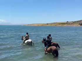 Sıcaktan bunalan gençler atlarıyla Van Gölü’nde serinledi
