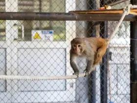 Şiddet mağduru maymun Mersin’de koruma altına alındı
