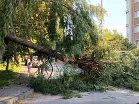 Şiddetli rüzgar parktaki ağacı devirdi
