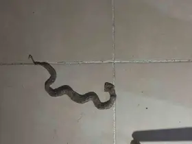 Siirt’te apartmanda görülen yılan paniğe neden oldu

