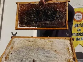Siirt’te arıcılara 268 milyon 765 bin liralık destek
