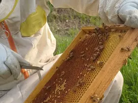 Siirt’te arıcıların yayla mesaisi başladı

