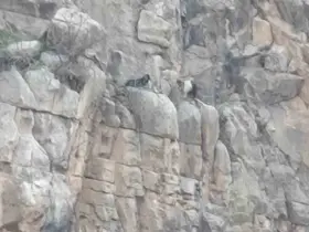 Siirt’te kayalıklarda 4 gündür mahsur kalan 2 keçi kurtarıldı
