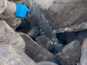 Silah kaçakçılığı operasyonunda 8 kişi gözaltına alındı