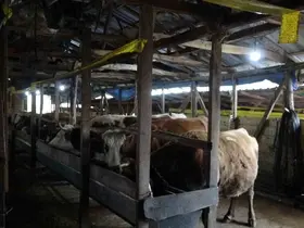 Şile’de şap alarmı: 3 köy karantinada, 18 mahalle gözetim altında
